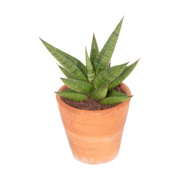 Sansevieria 'Comet Canoe No. 1'