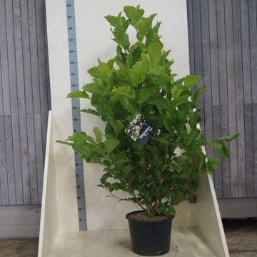 Magnolia kobus