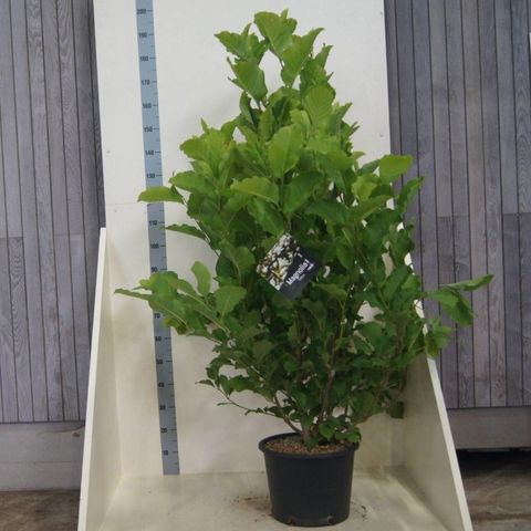 Magnolia kobus