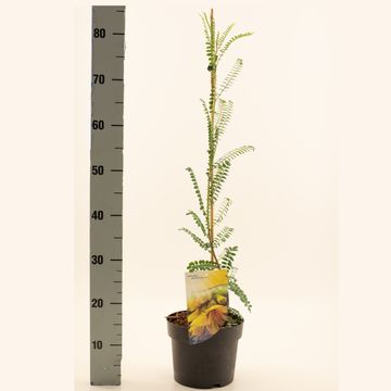 Sophora microphylla SUN KING