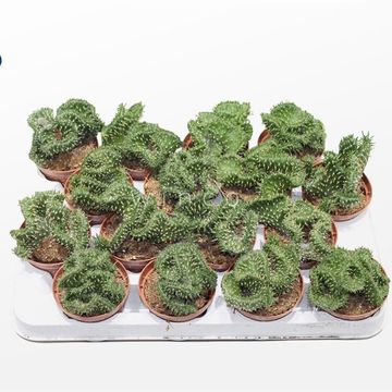 Opuntia cylindrica cristata