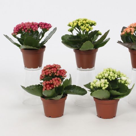 Kalanchoe blossfeldiana PERFECTA MIX — Plant Wholesale FlorAccess