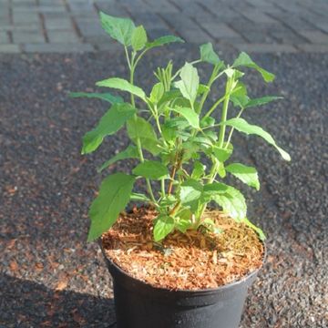 Hydrangea arborescens 'Annabelle'