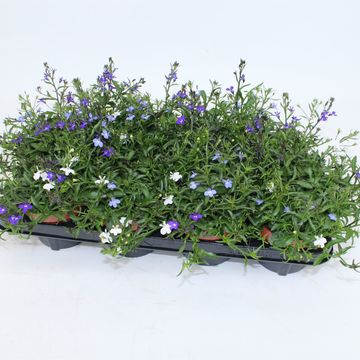 Lobelia MIX IN POT