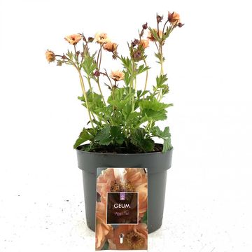 Geum rivale 'Mai Tai'