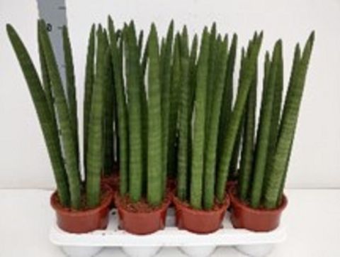 Sansevieria cylindrica
