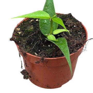 Hoya polyneura Vietnam