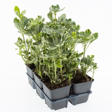 Pachysandra terminalis 'Variegata'