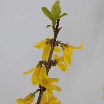 Forsythia x intermedia 'Mindor'