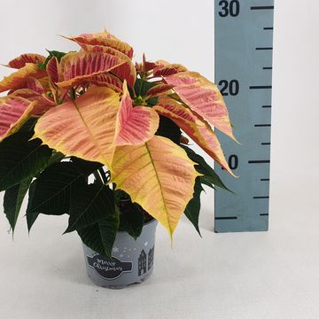 Euphorbia pulcherrima CHRISTMAS FEELINGS MARBLE