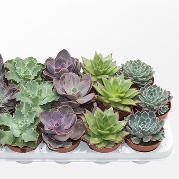 Echeveria MIX