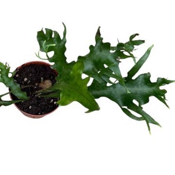 Drynaria quercifolia 'Poonsak'