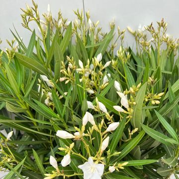 Nerium oleander