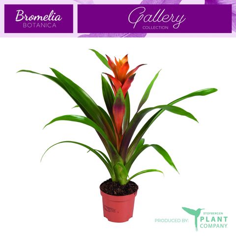 Guzmania 'Variada'