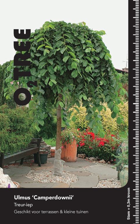 Ulmus 'Camperdownii'