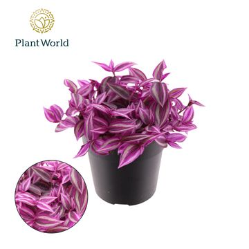 Tradescantia 'Pink Paradise'