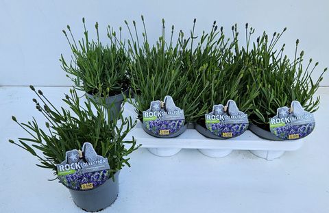 Lavandula angustifolia 'Essence Purple'