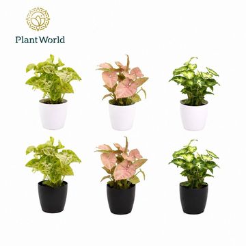 Syngonium MIX IN POT
