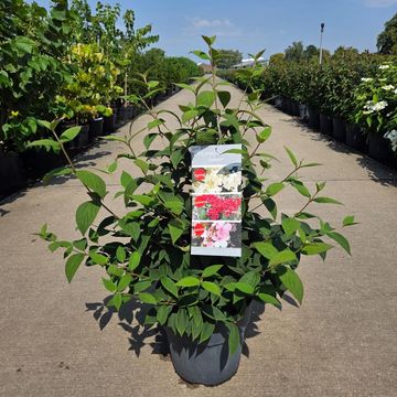 Viburnum plicatum KILIMANDJARO SUNRISE