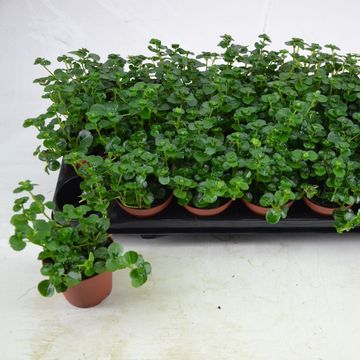 Pilea depressa