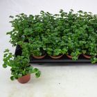 Pilea depressa