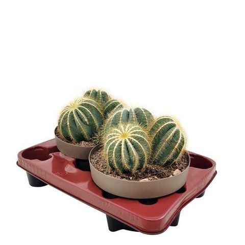 Notocactus magnificus