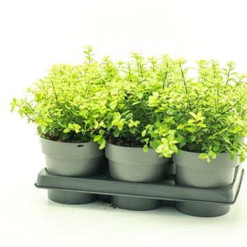 Pittosporum tenuifolium 'Golf Ball'