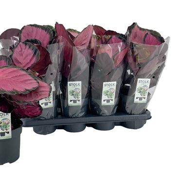 Calathea roseopicta 'Misty Red'