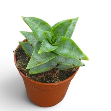 Crassula perforata 'Giant Form'