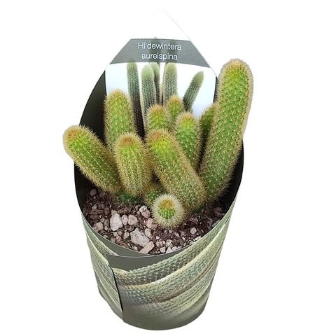 Hildewintera aureispina