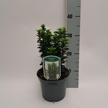 Euonymus 'Benkomoki'