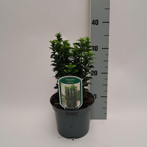 Euonymus 'Benkomoki'