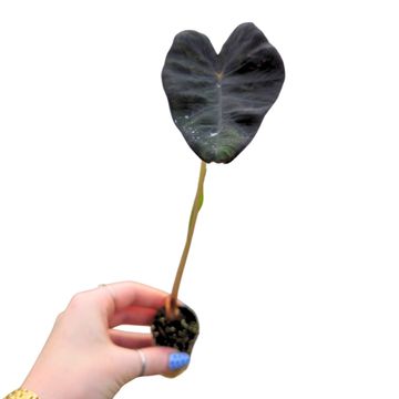 Colocasia 'Stealth Crypto'
