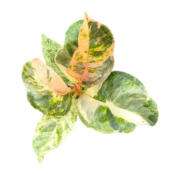 Ficus elastica 'Shivereana Moonshine'