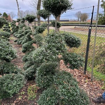 Ilex crenata STRONG CAROLINE