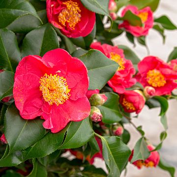 Camellia japonica 'Dr. King'