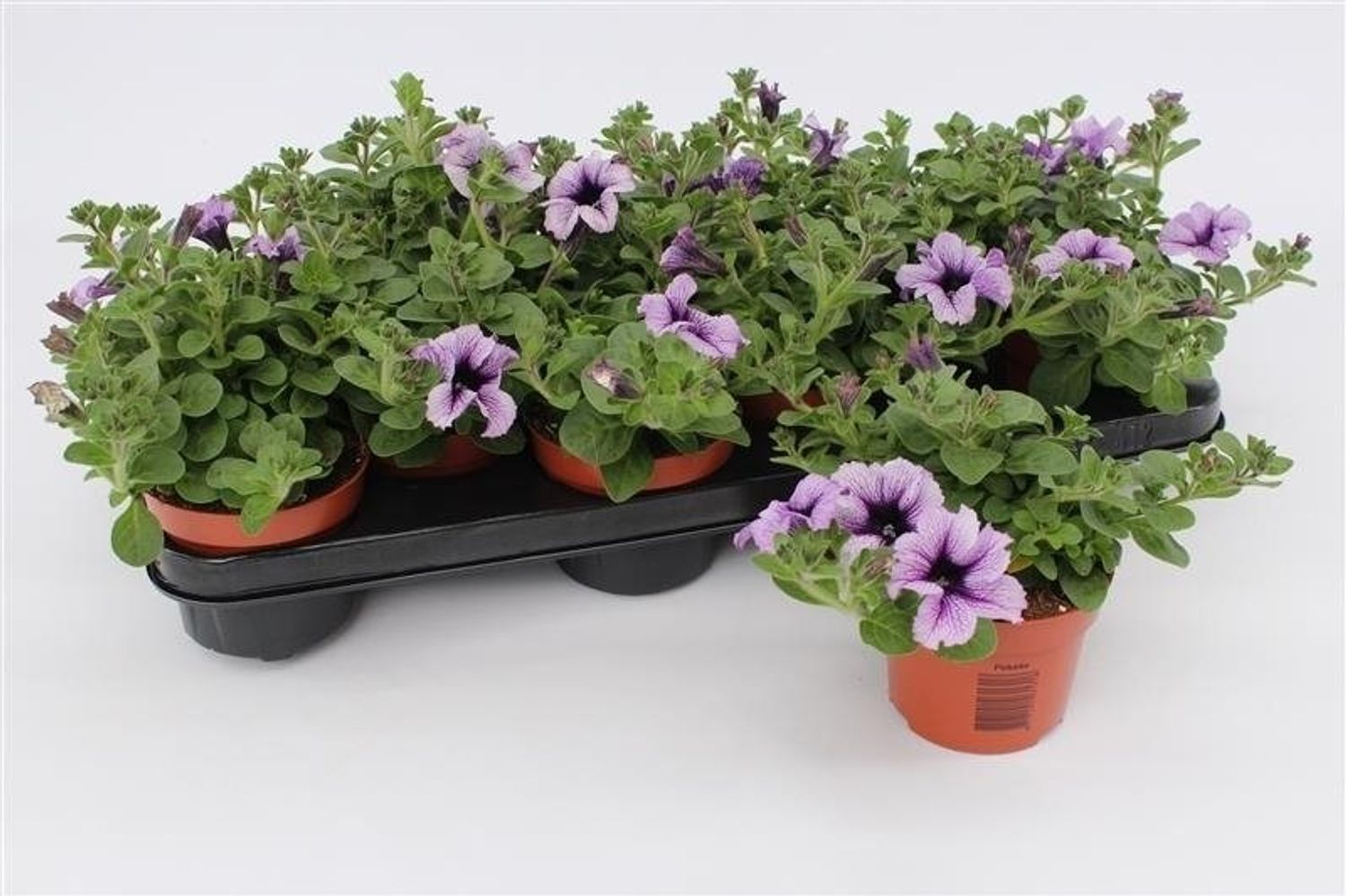 Petunia FAMOUS LILAC VEIN — Plant Wholesale FlorAccess