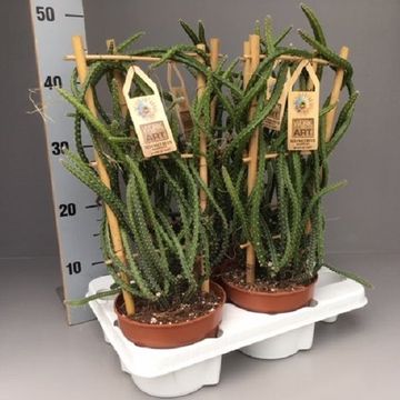 Selenicereus grandiflorus