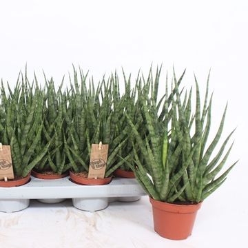 Sansevieria cylindrica TORCH