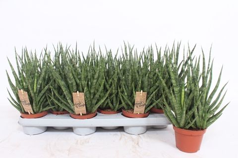 Sansevieria cylindrica TORCH