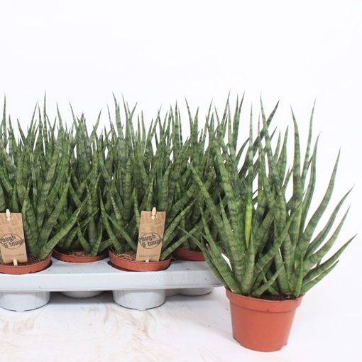 Sansevieria cylindrica TORCH