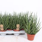 Sansevieria cylindrica TORCH