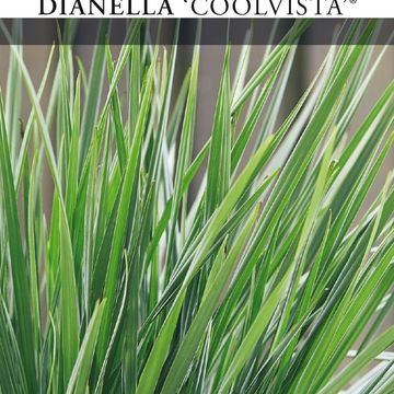 Dianella revoluta COOLVISTA