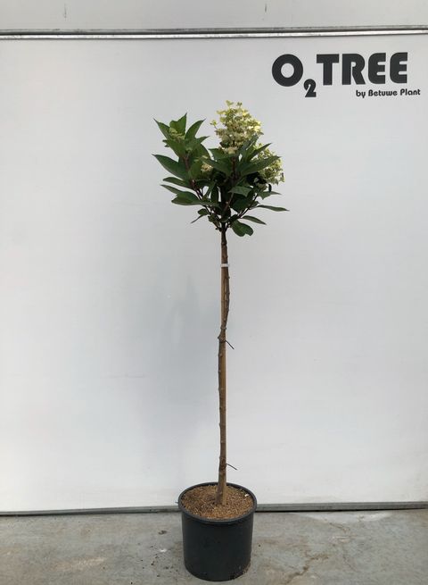 Hydrangea paniculata EARLY HARRY