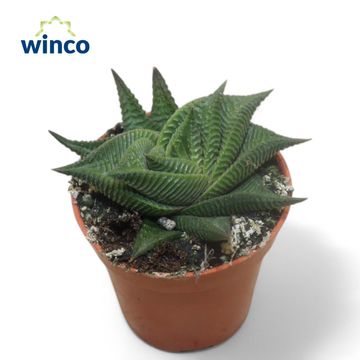 Haworthia limifolia 'Twister'
