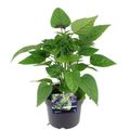 Salvia 'Amistad'