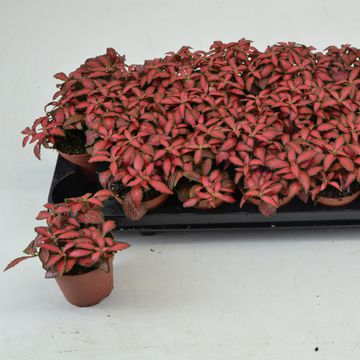 Fittonia verschaffeltii 'Forest Flame'