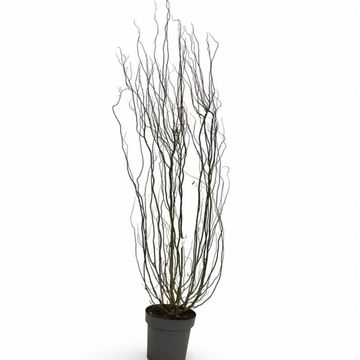 Salix babylonica 'Tortuosa'