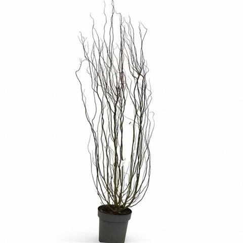 Salix babylonica 'Tortuosa'