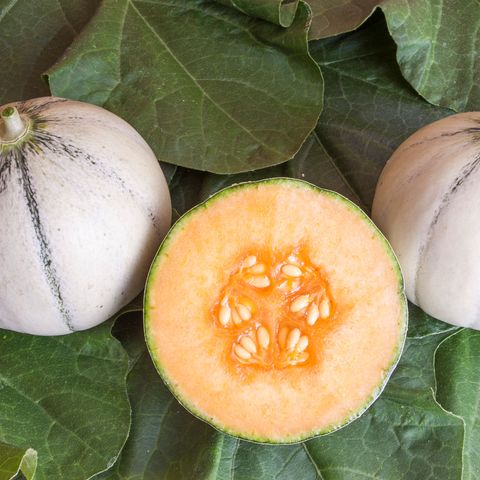Cucumis melo cantalupensis